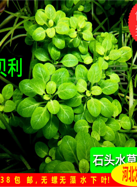 罗贝利水草中前景水草草缸造景有茎类绿色水草懒人水草阴性水草