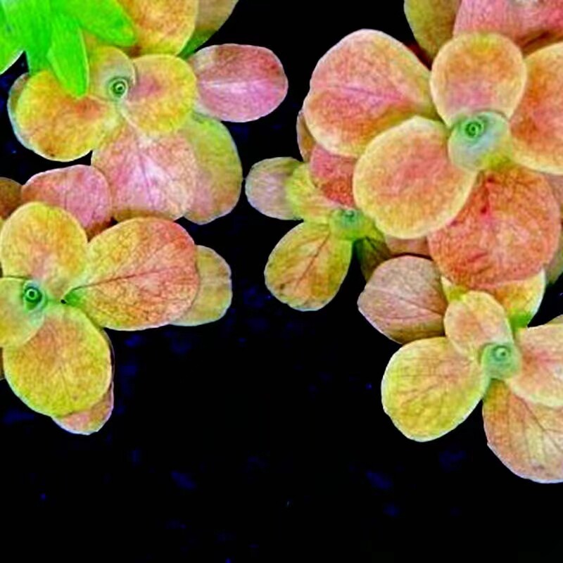 马托格罗索水丁香稀有水草造景装饰粉色水草无需二氧化碳玫瑰丁香