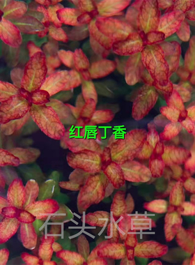 红唇丁香ada水草造景红色中后景水草自养水下叶荷兰景丁香水草