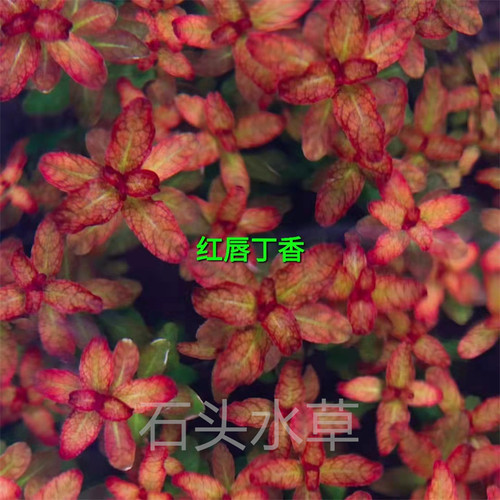 红唇丁香自养水下叶红色水草
