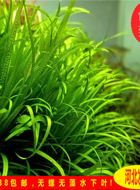 日本小箦藻水草ada水草绿箦藻鱼缸造景水下叶纯绿色水草宫廷水草