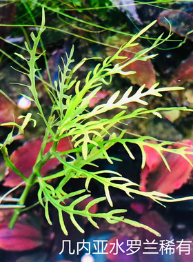 几内亚水罗兰ada稀有水草几内亚齿柳新品种翠绿色锯齿柳