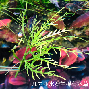 几内亚水罗兰ada稀有水草几内亚齿柳新品种翠绿色锯齿柳