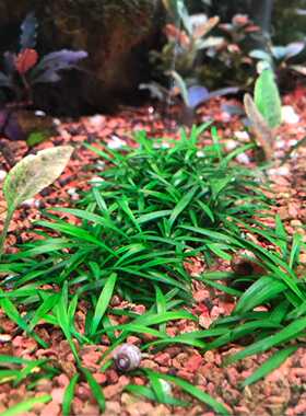 迷你椒草帕夫椒草水中叶水族前景造景水草阴性水草南美尖叶不需碳