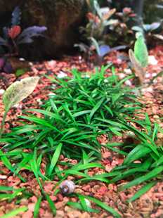 迷你椒草帕夫椒草水中叶水族前景造景水草阴性水草南美尖叶不需碳