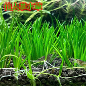 仙人掌水草稀有前景水草ada水草造景自养水下叶精致水草