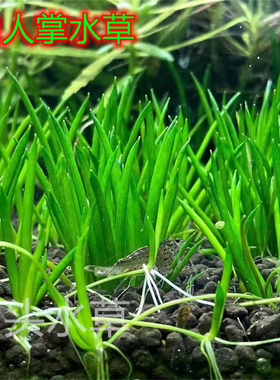 仙人掌水草稀有前景水草ada水草造景自养水下叶精致水草