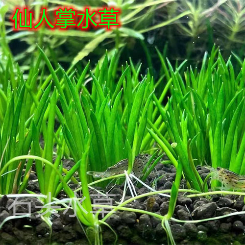 仙人掌水草稀有前景草