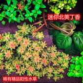 迷你北美丁香稀有水草红色水草真水下叶红宫廷紫红丁香丹麦红玫瑰