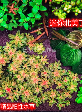 迷你北美丁香稀有水草红色水草真水下叶红宫廷紫红丁香丹麦红玫瑰