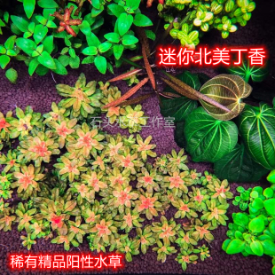 迷你北美丁香稀有水草红色水草真水下叶红宫廷紫红丁香丹麦红玫瑰