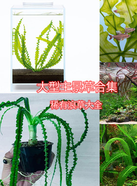 龙鞭水草紫红浪草主景草合集