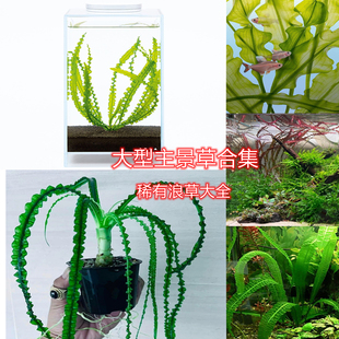 龙鞭水草大卷浪紫红浪草玻璃浪草主景草阴性水草生态缸水草气泡王