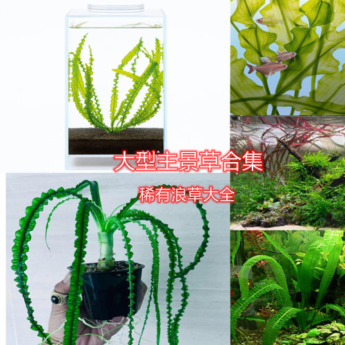 龙鞭水草紫红浪草主景草合集