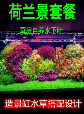 荷兰景开缸套餐ada水草造景搭配水草宫廷水草自养水下叶懒人水草
