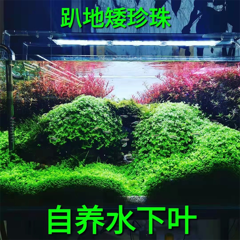 趴地矮珍珠矮珍珠前景草草房自养水下叶ada草缸造景牛毛水草