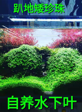 趴地矮珍珠矮珍珠前景草草房自养水下叶ada草缸造景牛毛水草