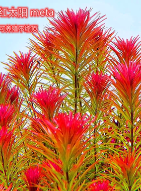 红太阳水草meta版本红太meta本精品水下叶草缸中后景稀有活体植物