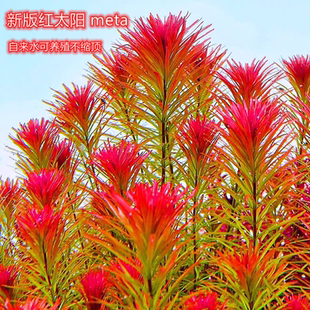 红太阳水草meta版本红太meta本精品水下叶草缸中后景稀有活体植物