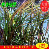 喷泉椒草缎带椒草阴性水草无需新手椒草经典 后景草椒草飘逸水草