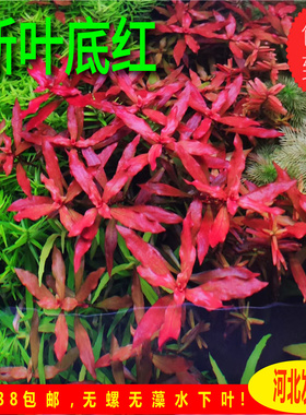 新叶底红ADA水草火焰丁香红色水草中后景自养水下叶水草造景