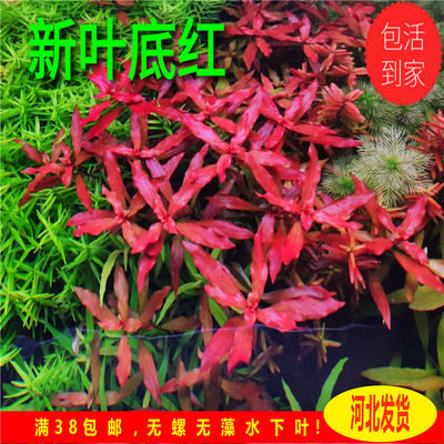 新叶底红ada水草火焰丁香红色