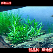稀有水草ada趴地柳阴性水草懒人植物鱼缸造景翠绿色叉住花