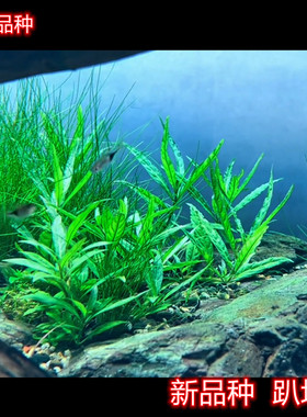 稀有水草趴地柳翠绿色