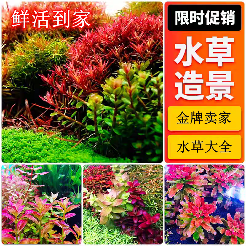 荷兰景草缸水草丹麦红玫瑰迷你血心兰紫红丁香红色水草大红叶水草