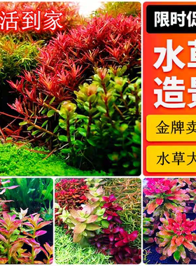 荷兰景草缸水草丹麦红玫瑰迷你血心兰紫红丁香红色水草大红叶水草