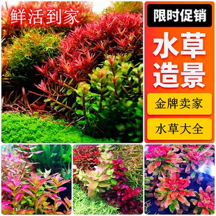 荷兰景草缸水草丹麦红玫瑰迷你血心兰紫红丁香红色水草大红叶水草
