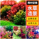 荷兰景草缸水草丹麦红玫瑰迷你血心兰紫红丁香红色水草大红叶水草