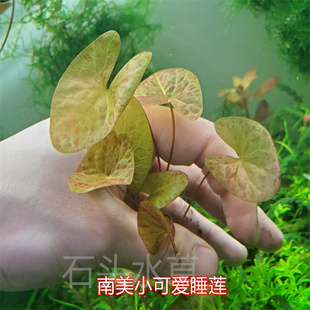 南美小可爱睡莲稀有睡莲红虎睡莲无需二氧化碳小型睡莲自养水下叶