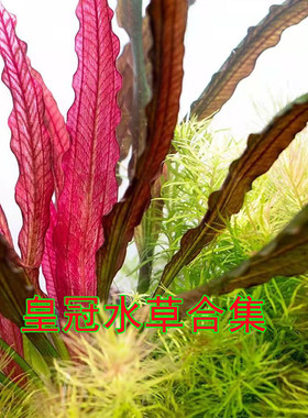 皇冠水草无需二氧化碳