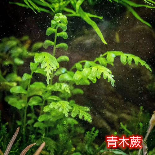 青木蕨稀有水草阴性水草懒人水草
