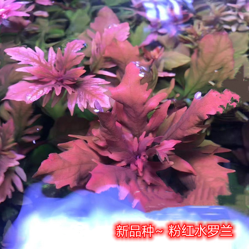 新品粉红水罗兰阴性水草生态缸