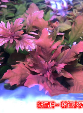 新品粉红水罗兰红色植物生态缸水草中后景鱼缸装饰造景阴性水草