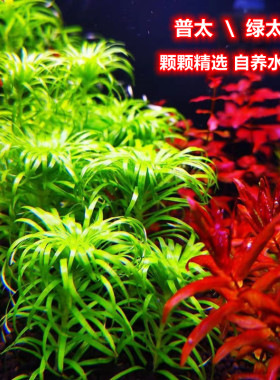 普太绿太阳精品水草红太阳水草