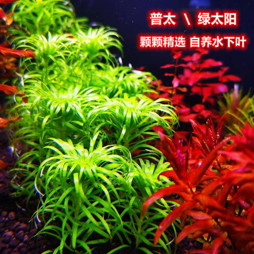 普太绿太阳精品水草红太阳水草