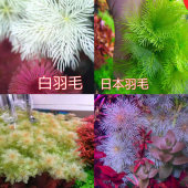日本白羽毛雪花羽毛中后景水草稀有水草无需二氧化碳白羽毛水草