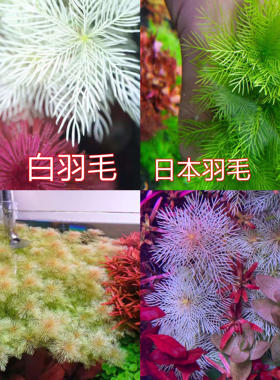 日本羽毛雪花羽毛水草二氧化碳