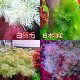 日本白羽毛雪花羽毛中后景水草稀有水草无需二氧化碳白羽毛水草