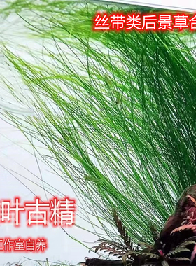 ada线叶古精细叶水兰大水兰无需二氧化碳ada水草懒人阴性飘逸水草