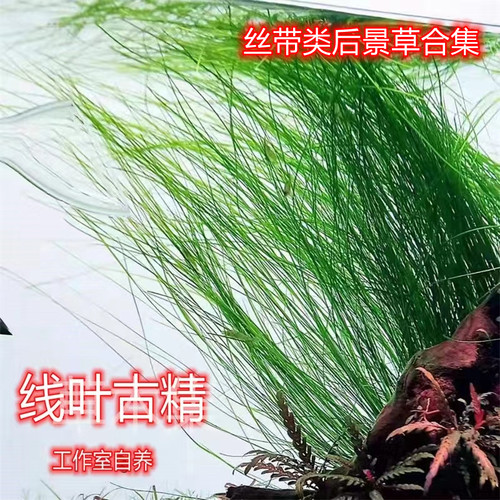 飘逸线叶古精细叶水兰阴性水草
