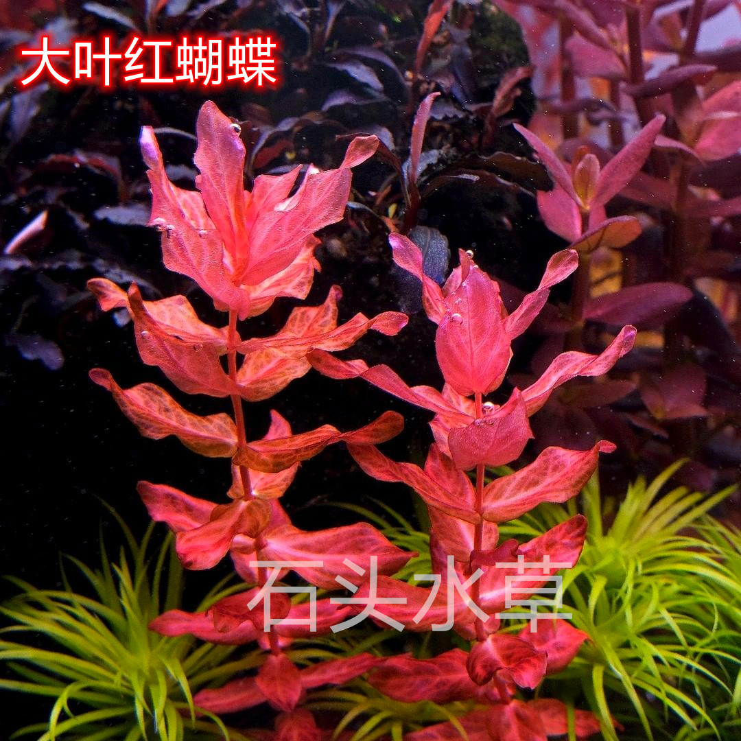 红蝴蝶水草精品阳性草水下叶水草淡水植物荷兰景迷你红蝴蝶