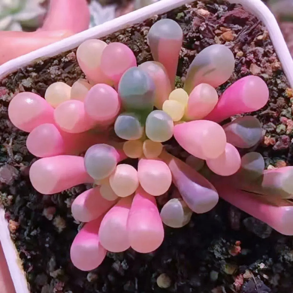 群生多肉植物五十铃玉阳台办公室小萌物开花肉肉植物新手好养美观图片