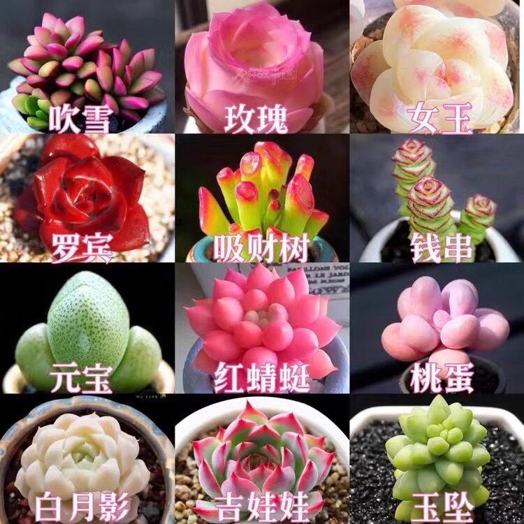 多肉植物吉娃桃蛋吸财树新手入门好养高档女王元宝室内办公室盆栽