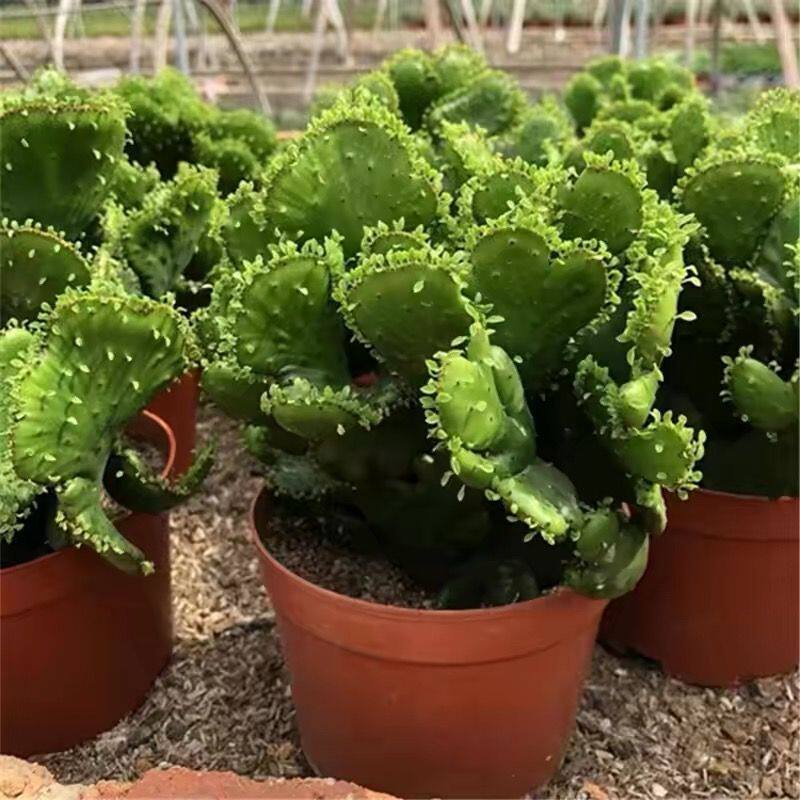 彭珊瑚多肉植物盆栽办公室桌面绿植稀有缀化新手懒人好养仙人掌
