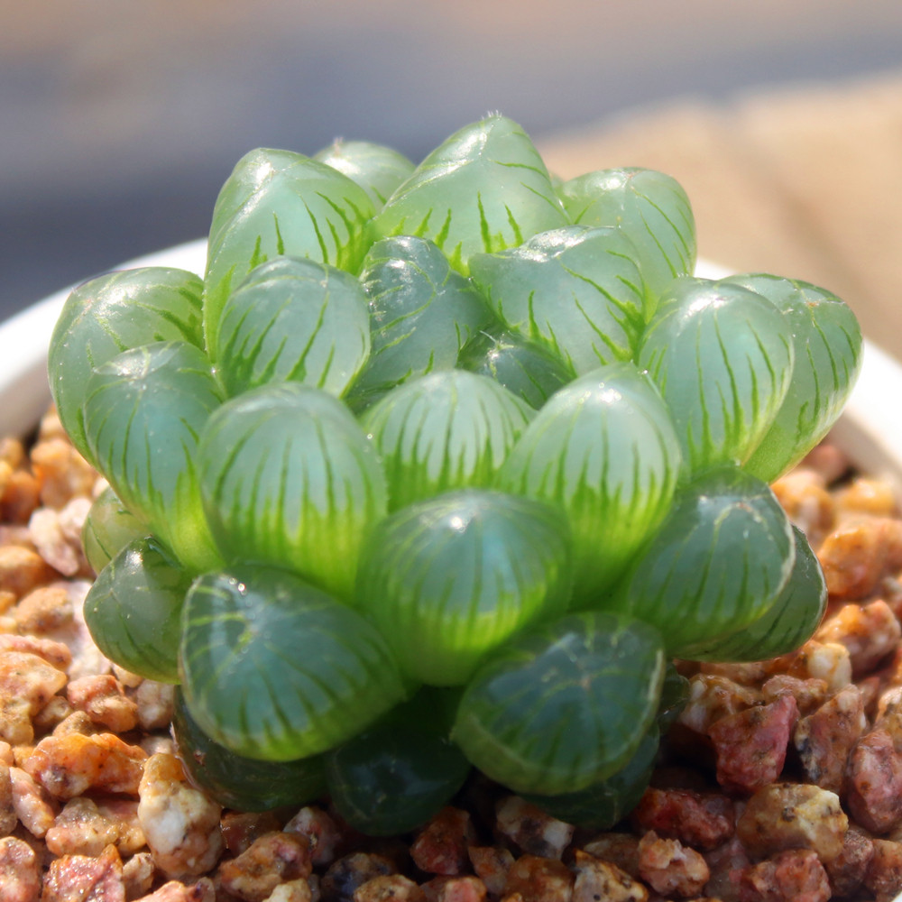耐热耐阴多肉植物 冰灯姬玉露 带盆栽种好 大颗 奇趣组合盆栽肉肉