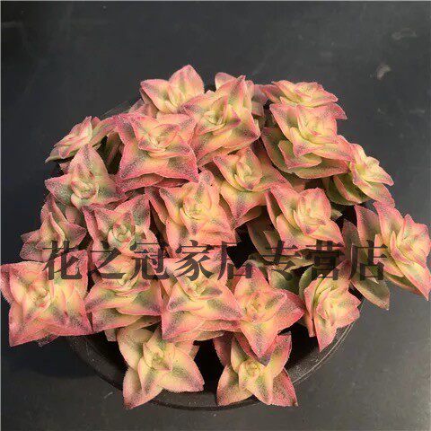 十字星锦多肉植物价格 十字星锦多肉植物图片 星期三